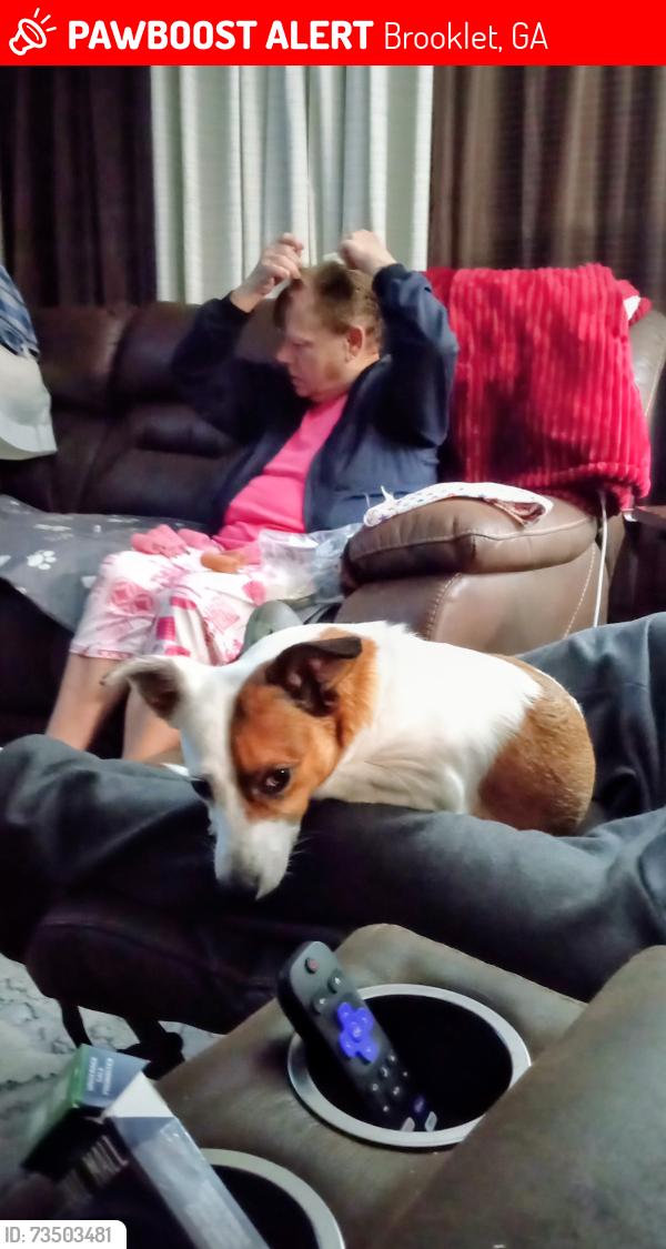 Lost Female Dog last seen S.E.B..HIGH SCHOOL, Brooklet, GA 30415