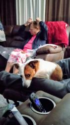Lost Female Dog last seen S.E.B..HIGH SCHOOL, Brooklet, GA 30415