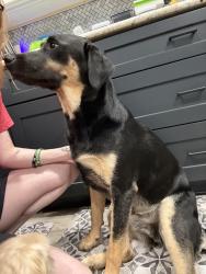 Reunited Male Dog last seen Colt Loop, Kyle, TX 78640, Kyle, TX 78640