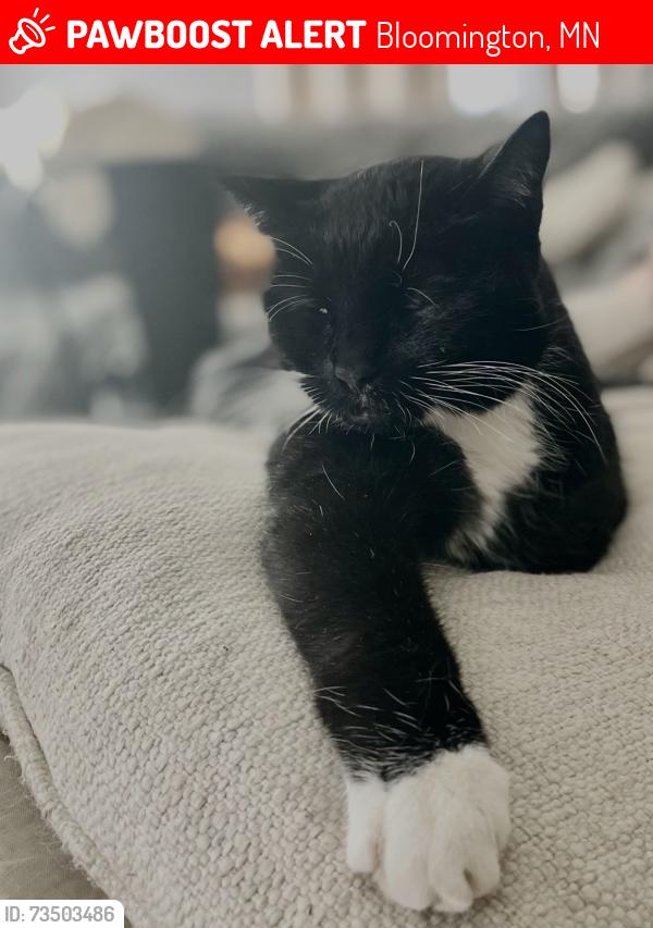 Lost Female Cat last seen Morris road, Bloomington, MN 55437