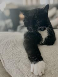 Lost Female Cat last seen Morris road, Bloomington, MN 55437