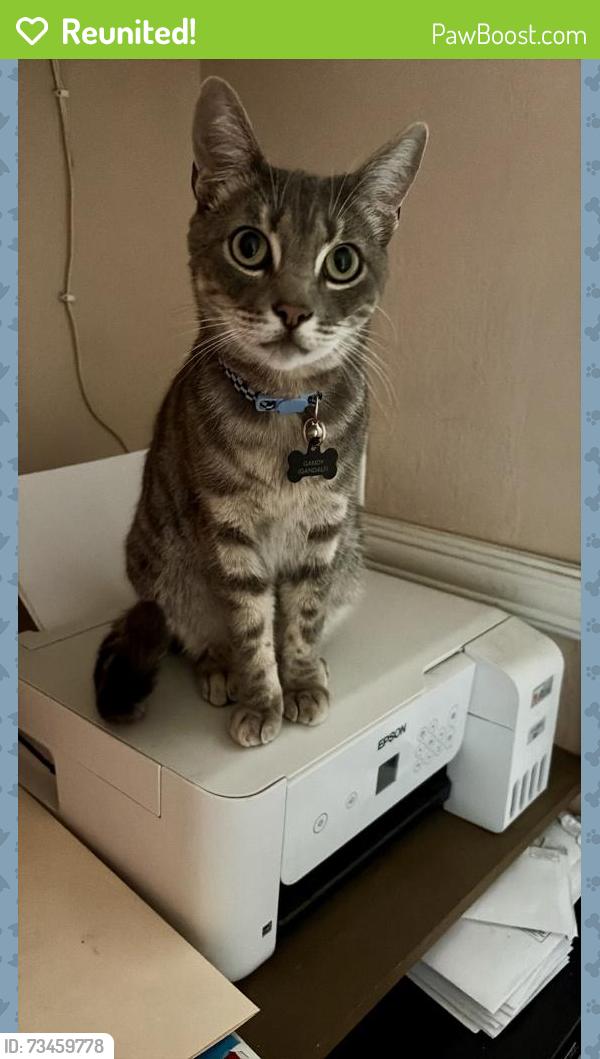 Reunited Male Cat last seen Serrano and Toledo, Lake Forest, CA 92630