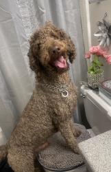 Lost Male Dog last seen Chappell Rd, Atlanta, GA 30314