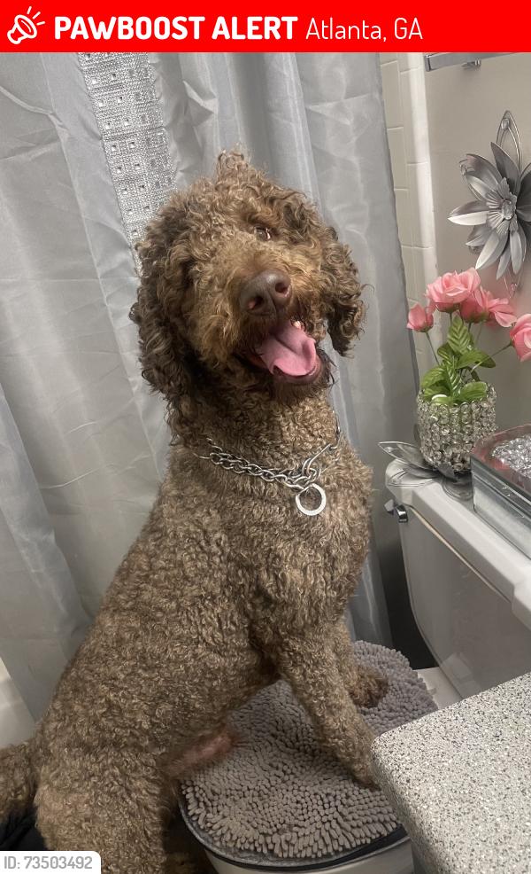 Lost Male Dog last seen Chappell Rd, Atlanta, GA 30314