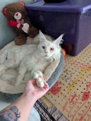 Reunited Male Cat last seen Stapley and University, Mesa, AZ 85203