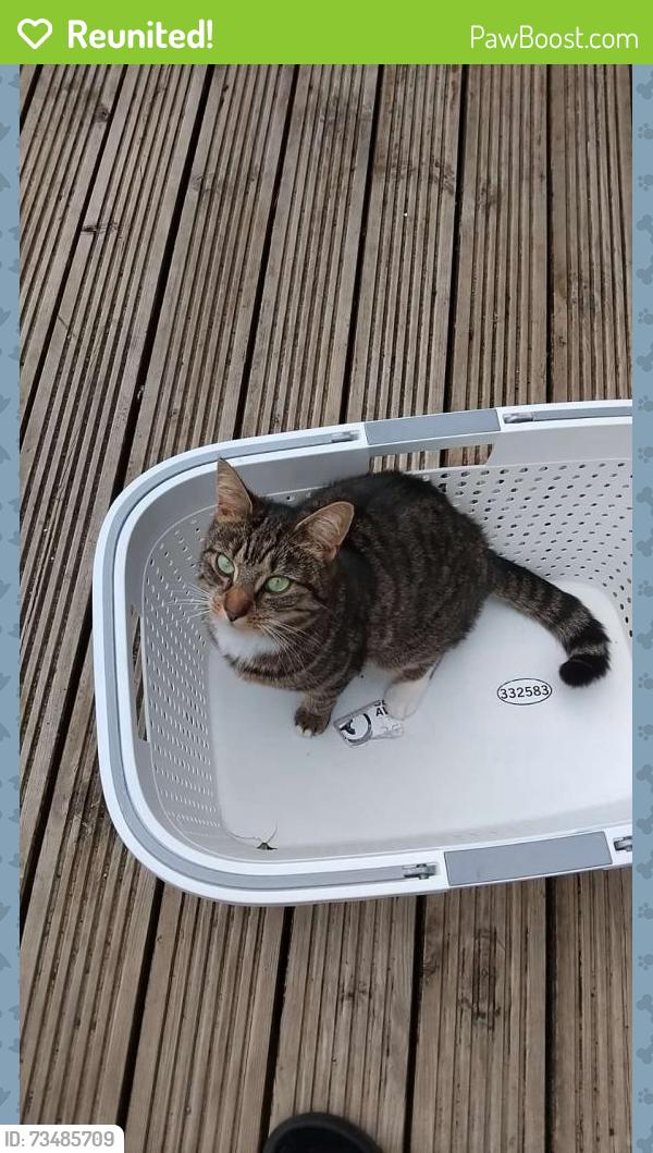 Reunited Female Cat last seen Ynysforgan roundabout, Ynysforgan, Wales 
