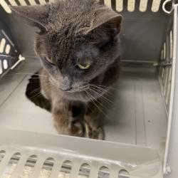 Shelter Stray Female Cat last seen , 2350 Appling City Cove, Memphis, TN 38133, USA
