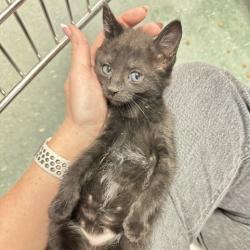 Shelter Stray Female Cat last seen , 3607 N Armenia Ave, Tampa, FL 33607, USA