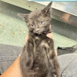 Shelter Stray Female Cat last seen , 3607 N Armenia Ave, Tampa, FL 33607, USA