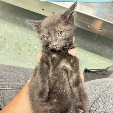 Shelter Stray Female Cat last seen , 3607 N Armenia Ave, Tampa, FL 33607, USA