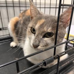 Shelter Stray Female Cat last seen , 3607 N Armenia Ave, Tampa, FL 33607, USA