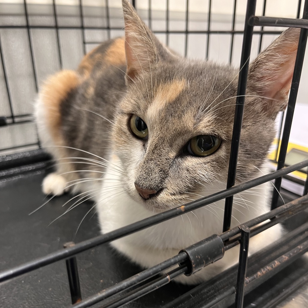 Shelter Stray Female Cat last seen , 3607 N Armenia Ave, Tampa, FL 33607, USA