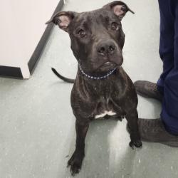 Shelter Stray Male Dog last seen , 3607 N Armenia Ave, Tampa, FL 33607, USA