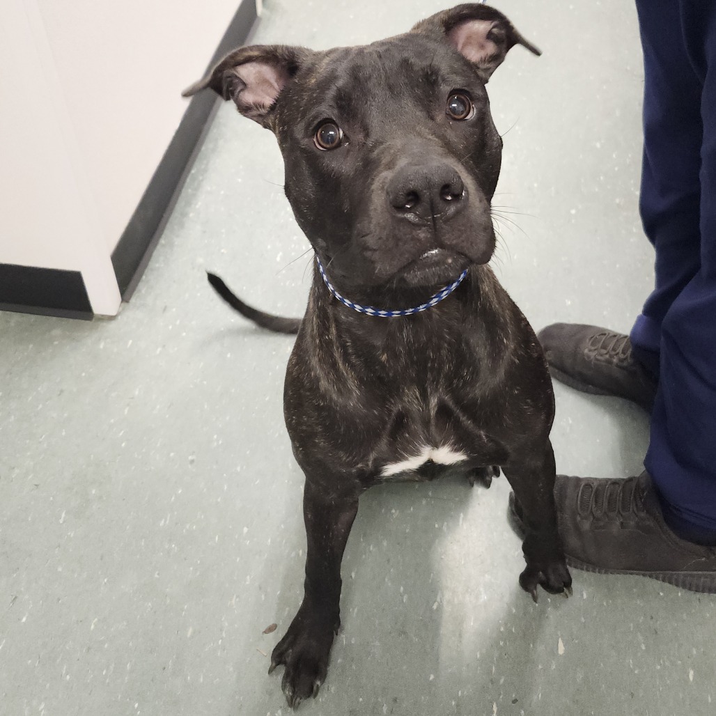 Shelter Stray Male Dog last seen , 3607 N Armenia Ave, Tampa, FL 33607, USA
