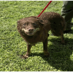 Shelter Stray Female Dog last seen , 3607 N Armenia Ave, Tampa, FL 33607, USA