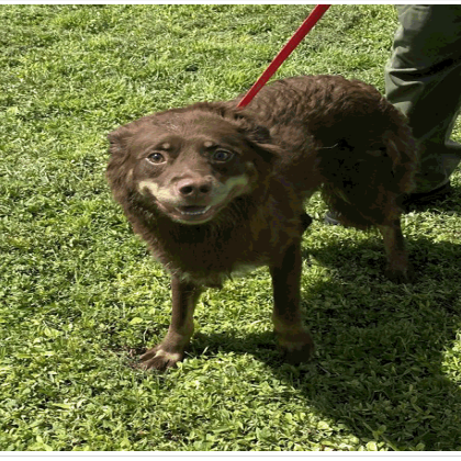 Shelter Stray Female Dog last seen , 3607 N Armenia Ave, Tampa, FL 33607, USA