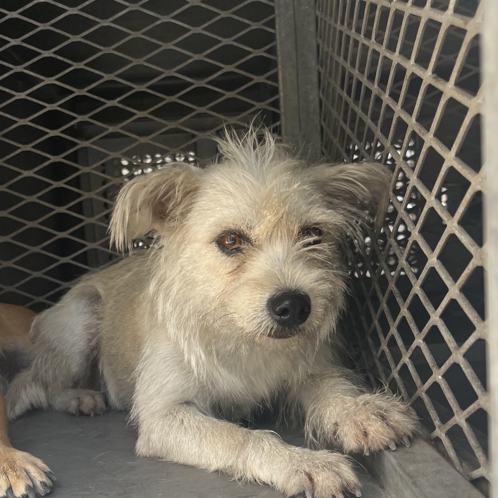 Shelter Stray Female Dog last seen , 2451 N Expressway 281, Edinburg, TX 78541, USA