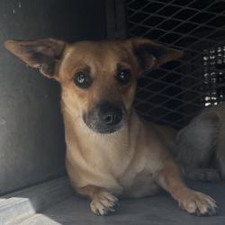 Shelter Stray Male Dog last seen , 2451 N Expressway 281, Edinburg, TX 78541, USA