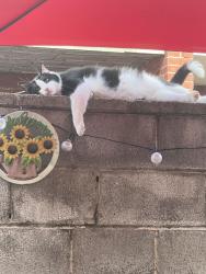 Lost Male Cat last seen 11th & Porter St, Philadelphia, PA 19148