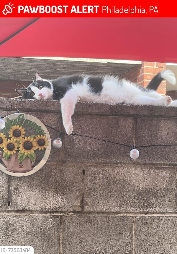 Lost Male Cat last seen 11th & Porter St, Philadelphia, PA 19148