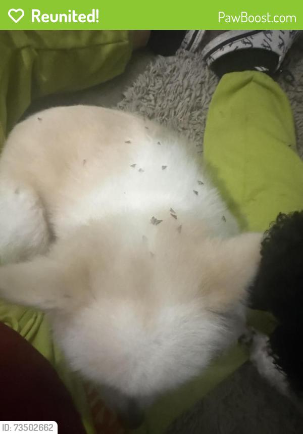 Reunited Male Dog last seen Lindsey lane and Stoney creek, Middle Paxton Township, PA 17018
