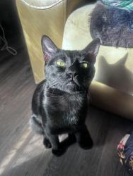 Lost Male Cat last seen Storage unit on Witchduck road, Virginia Beach, VA 23462