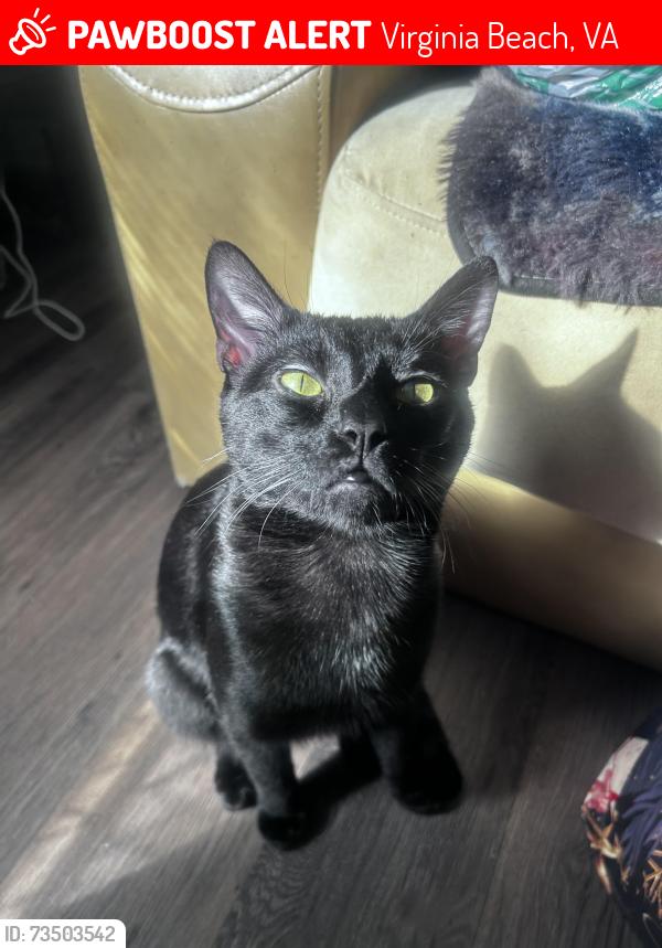 Lost Male Cat last seen Storage unit on Witchduck road, Virginia Beach, VA 23462