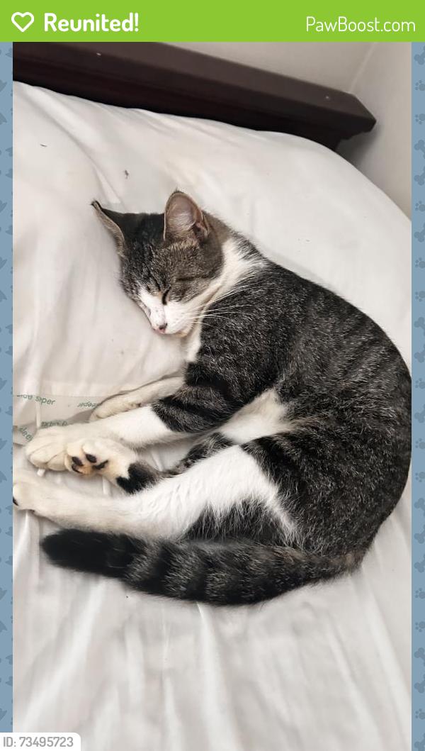 Reunited Female Cat last seen Near park ridge ln, Roswell, GA 30076