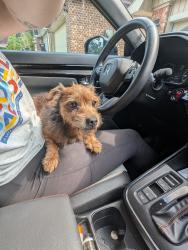 Reunited Male Dog last seen Venus Drive, Lafayette, LA 70501