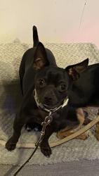Reunited Male Dog last seen Near W Reno Ave, Oklahoma City, OK 73127, USA, Oklahoma City, OK 73127