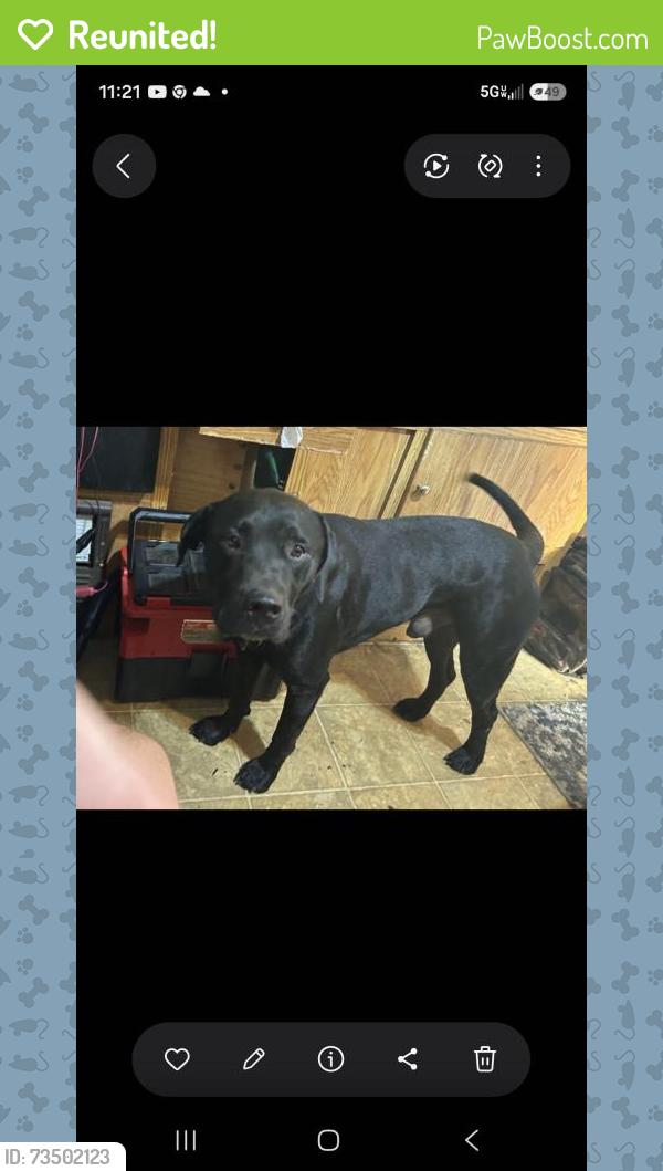 Reunited Male Dog last seen White road, Pace, FL 32571