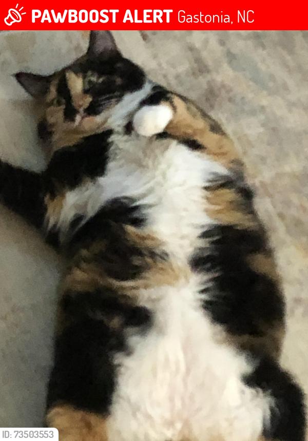 Lost Female Cat last seen Union Road, Gastonia, NC 28054