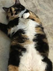 Lost Female Cat last seen Union Road, Gastonia, NC 28054