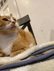 Reunited Female Cat last seen Near Outer Park Dr, Springfield, IL 62704, USA, Springfield, IL 62704