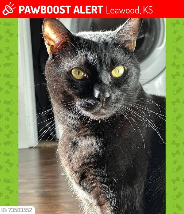 Lost Male Cat last seen 135th street and Mission, Leawood, KS 66224
