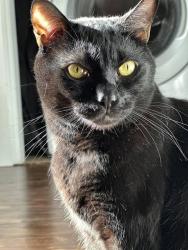 Lost Male Cat last seen 135th street and Mission, Leawood, KS 66224