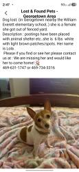 Lost Female Dog last seen Mittas Grove and Elizabeth place, Georgetown, TX 78626