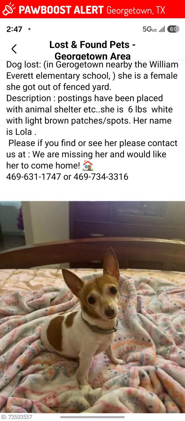 Lost Female Dog last seen Mittas Grove and Elizabeth place, Georgetown, TX 78626