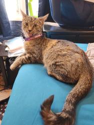 Reunited Female Cat last seen Lee Rd, Lyell Ave, Rochester, NY 14606