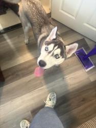 Found/Stray Female Dog last seen Postal way and Santa fe, Vista, CA 92084