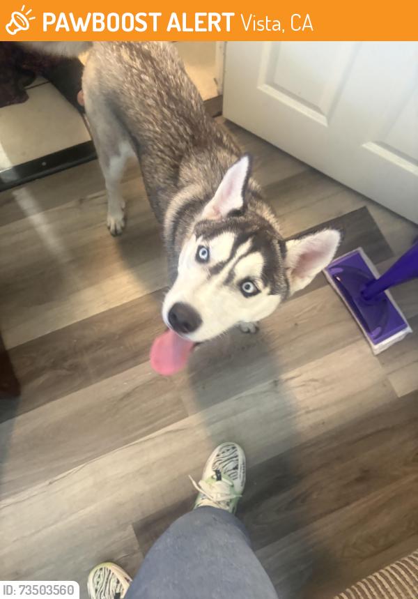 Found/Stray Female Dog last seen Postal way and Santa fe, Vista, CA 92084