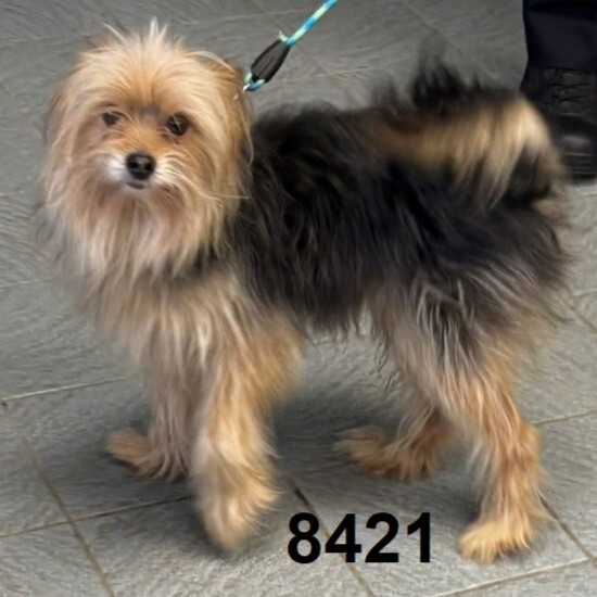 Shelter Stray Male Dog last seen Near 76th Ave N, Minneapolis, MN 55443, USA, 11350 89th Ave N, Maple Grove, MN 55369, USA