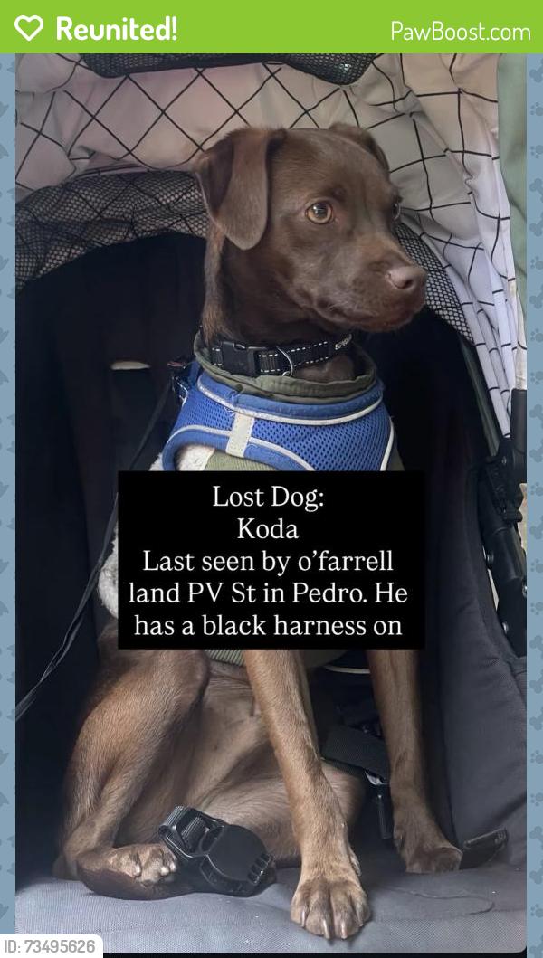 Reunited Male Dog last seen Palos Verde Street, San Pedro, Los Angeles, CA 90731