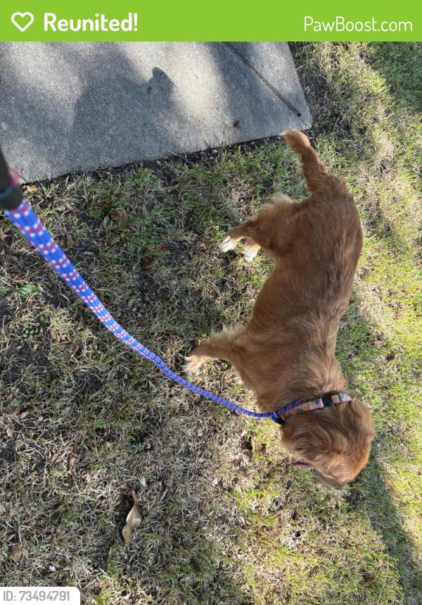 Reunited Female Dog last seen Jo Ann Ln and Vickery Dr, Sugar Land, TX 77498
