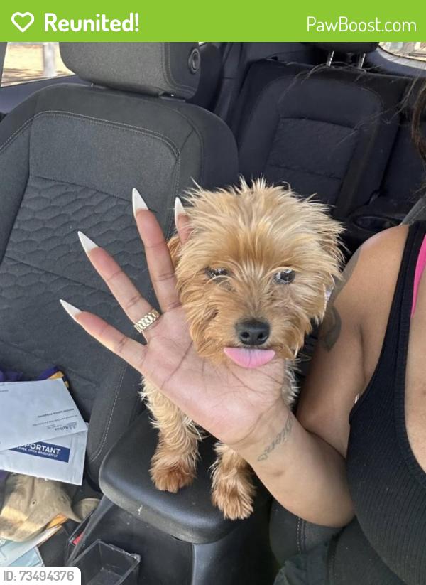 Reunited Male Dog last seen Redwing rd, Apple Valley, CA 92308