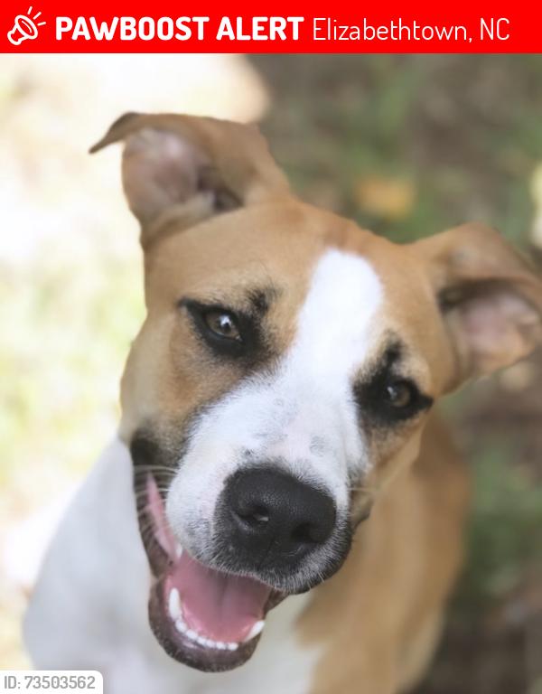 Lost Female Dog last seen Bridge, Elizabethtown, NC 28337