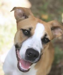 Lost Female Dog last seen Bridge, Elizabethtown, NC 28337