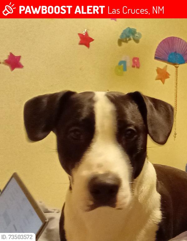 Lost Male Dog last seen Mesquite st, Las Cruces, NM 88001
