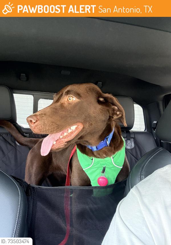Found/Stray Female Dog last seen Talley Rd and Emerio Dr, San Antonio 78253, San Antonio, TX 78253