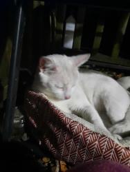Lost Male Cat last seen Quacco rd, Savannah, GA 31419